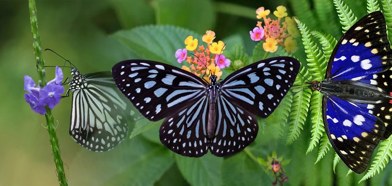 Sinharaja forest reserve Butterfly Watching Tours
